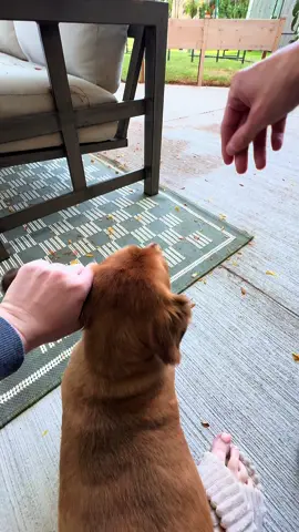 Revin’ up the zoomies ⛽️🏍️ #zoomies #dachshundsoftiktok #foryoupage #fyp #dachshund 