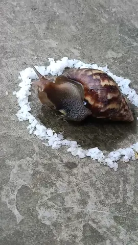 The Science of Snails and Salt #snail, #salt, #Science, #biology, #DidYouKnow