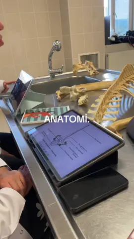 💁🏻‍♀️💁🏻‍♀️💁🏻‍♀️#animals #anatomy #veterinarian #university 