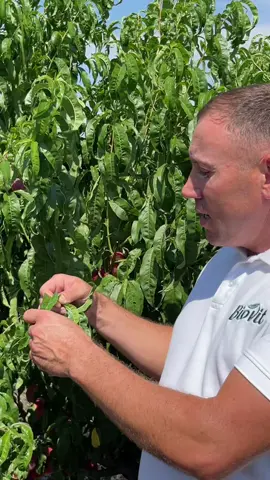 ❓Îți faci griji că seceta și lipsa precipitațiilor îți pot afecta livada și recolta? 🍑 În acest video, expertul nostru Bob Ion îți arată rezultatul aplicării îngrășămintelor organice BioEffect la o livadă de piersici – un copac verde, puternic și plin de rod, chiar și într-o perioadă secetoasă. ✅ Fertilizarea a fost făcută cu aproximativ 3 săptămâni înainte de coacerea piersicilor, iar diferența se vede: frunziș sănătos, creștere echilibrată și fructe de calitate superioară. 📞 Vrei și tu astfel de rezultate în livada ta? Sună acum la 060977713 și primești o consultație gratuită. #bioeffect #agriculturaecologica #ingrasaminteorganice #ingrasaminte #agriculturaorganica 
