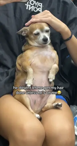 His favorite thing🤣 #dogsoftiktok #fyp #spoiled #Chihuahua 