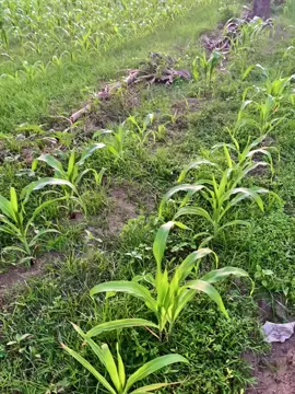 #fyp #sunset #foryou 