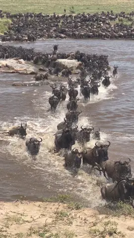 🦬 The Great Wildebeest Migration is Calling! 🌍 Come witness one of the world’s most spectacular natural events — the Great Migration in Tanzania! Every year, over 1.5 million wildebeests, accompanied by zebras and gazelles, thunder across the Serengeti plains, crossing rivers filled with crocodiles and chasing fresh grasslands. It’s the greatest wildlife show on Earth — and you can be part of it. 🌾🐊🦓 ✨ Queenbush Safaris invites you to experience the magic up close with our customized migration packages. 📸 Perfect for photographers, wildlife lovers, and adventurers seeking unforgettable moments. ✅ Game drives ✅ Expert guides ✅ Comfortable lodges & tents ✅ Optional Zanzibar beach relaxation after safari! 📧 Email: queenbushsafatis@gmail.com 🌐 Website: www.queenbushsafatis.com 📲 WhatsApp (24/7): +255 743 084 597 📷 Instagram: instagram.com/queenbushsafaris #WildebeestMigration #GreatMigration #SerengetiMigration #QueenbushSafaris #TouristAttraction 
