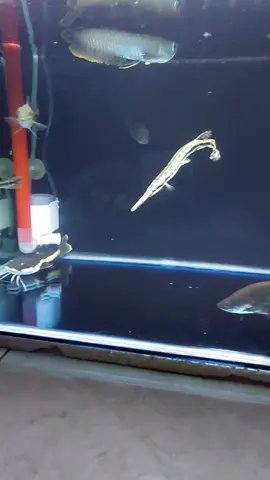 rtc kak bisa di percaya anj #predator #ikan#aquarium #fyppppppppppppppppppppppp #fyp 