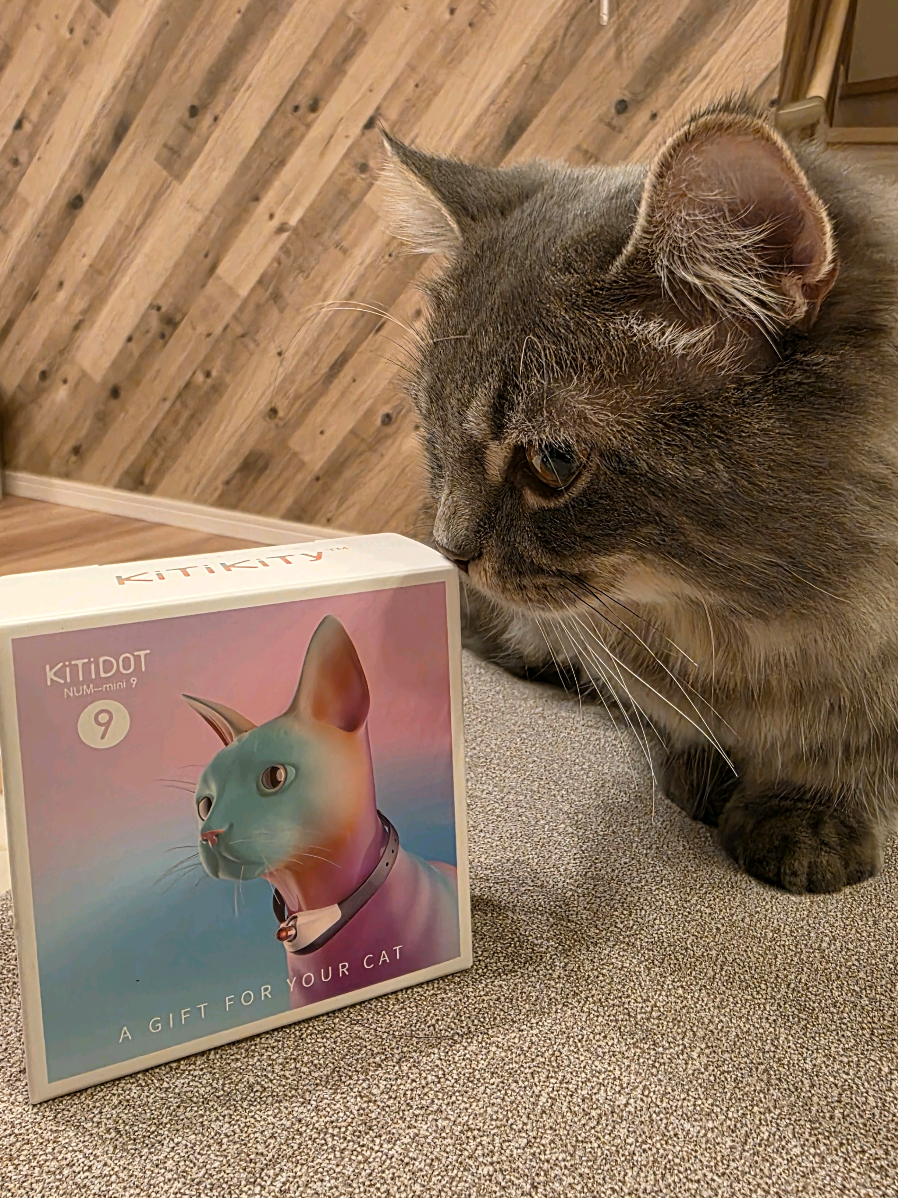 LEDライト付の首輪型猫おもちゃ届いたから紹介！ #猫 #猫のいる暮らし #マンチカン #PR #LEDライト首輪型猫おもちゃ 