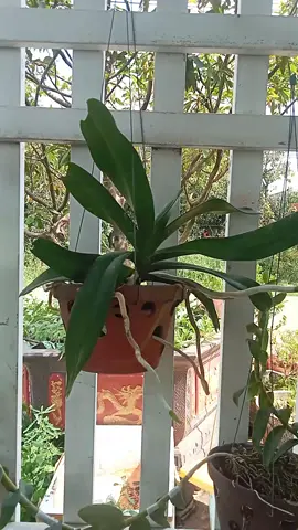 #xuhuongtiktok2025 kem chống nắng AOAK hỗ trợ nâng tông da hỗ trợ dịu nhẹ da #xuhuongtiktok2025 @CÔ ÚT AN GiANG 43 @CÔ ÚT AN GiANG 43 @CÔ ÚT AN GiANG 43 