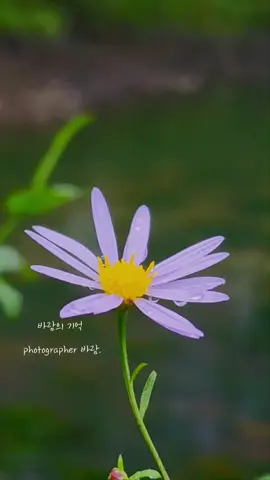 비에 젖은 그 모습으로 애처롭게 흔들리더라도 잊지마!  내가 있다는걸 #드론영상 #바람의기억 #풍경영상 #감성영상 #감성사진 