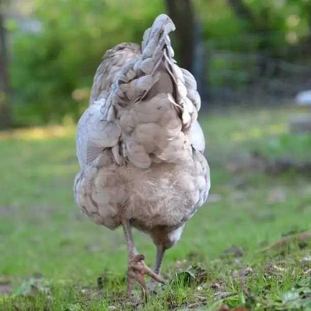 #врек #рекомендации #аниме #курицы веке адвокат адыюу вы уже удв а ыдцд ч ыдц ч ыдцж  Молитва Андрею Писюняцкому О священный отец  Не изволишь ли ты мне рабу божьему воспользоваться твоим творением резиновым?  Отец  Писюняцкий благослови мою   Подари мне в ночь благословения железный  Век молиться буду  никогда не забуду!  Мы рабы твои азартные, упрожняемся петардами  Молился на тебя дни и ноченьки и сыны и Доченьки  Спасибо за чудо резиновое О великий Андрей Писюняцкий