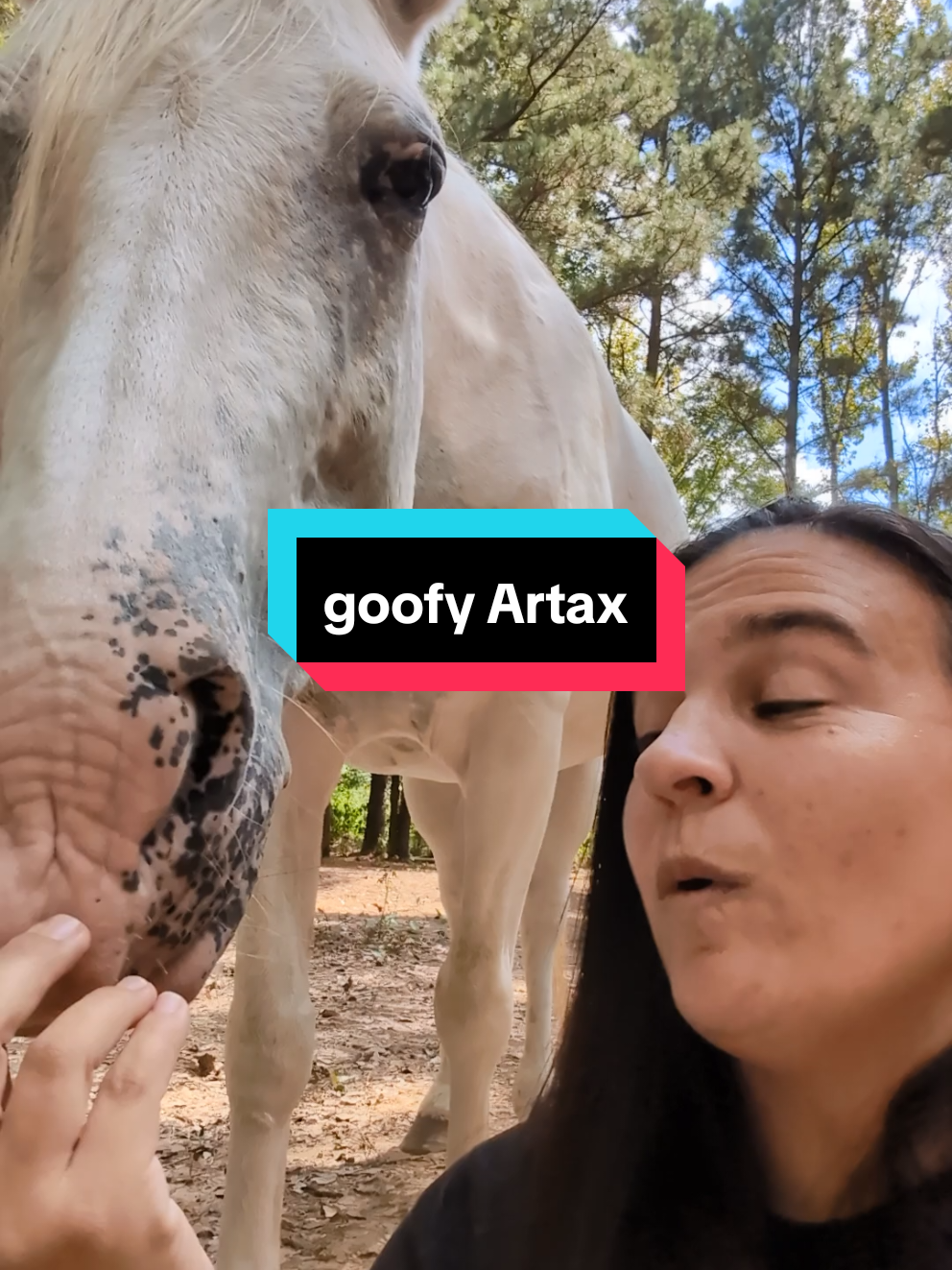 not a single thought behind those eyes. 🤣🤣#artax #appaloosasoftiktok #northwestlouisiana #hearthorse 