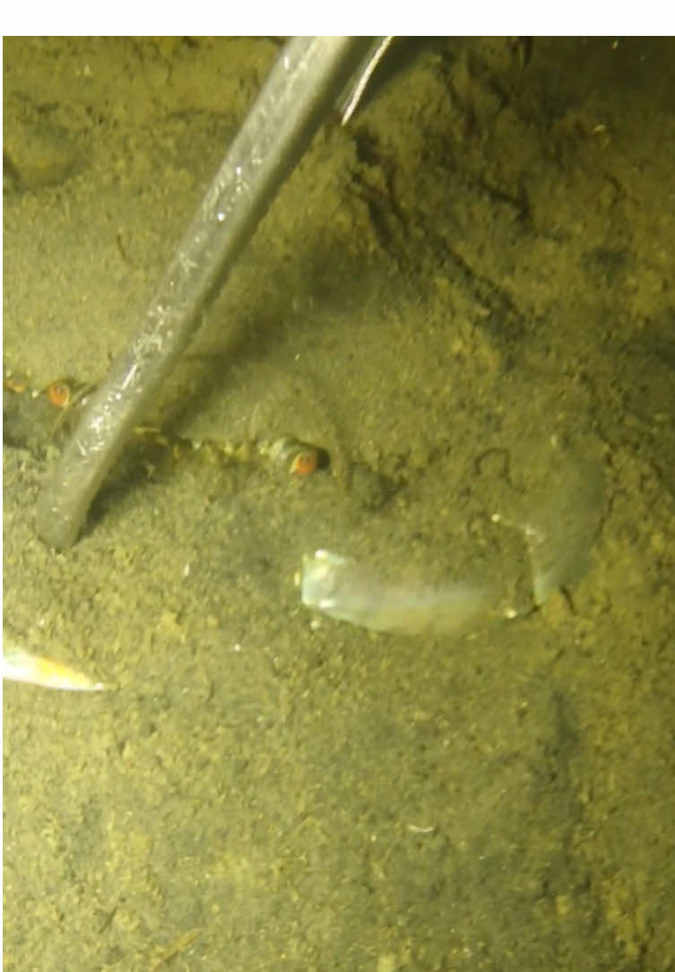 Wake up crab! 結果大螃蟹一跑就消失了#catchcrabs #wild #趕海 #水下世界 