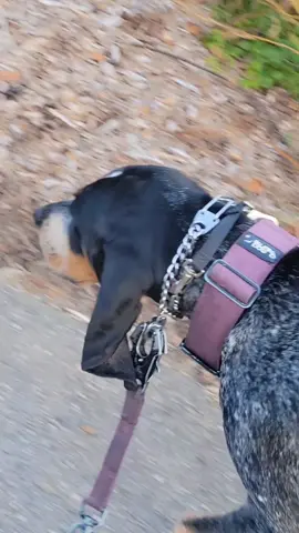 Wednesday is @McDonald’s  day and she knows it. #ruthiethebluetick #bluetick #coonhound #houndinthecity