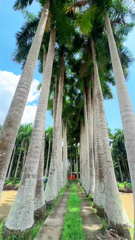 Vườn cau vua Bình Đại Bến Tre