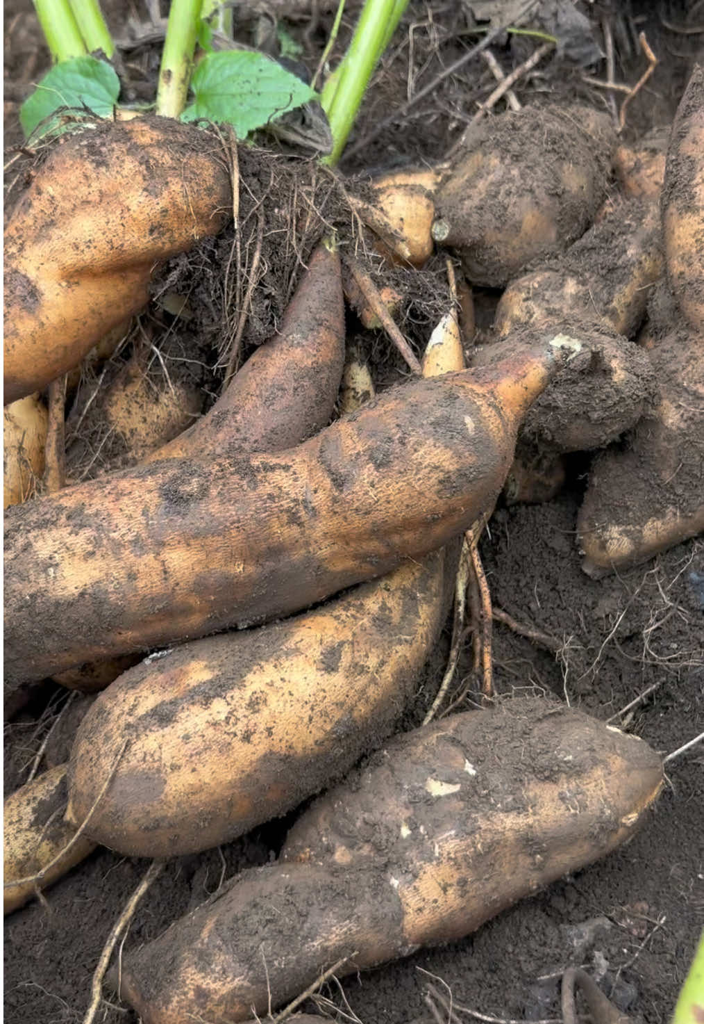 Giải cứu khoai sâm đất giúp em với cả nhà ơi #khoaisamdattaybac #dungthaoduoctb #nongsanvungcao #khoaisam #samđat 