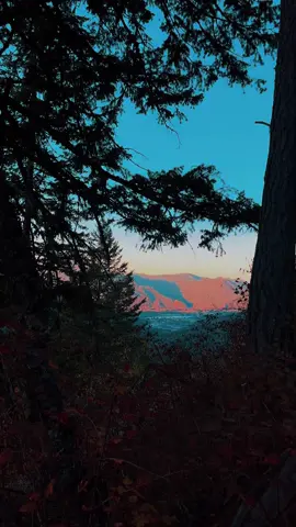 Nature vibes#fyp #natureathome #naturelovers #naturevideos #naturetherapy 