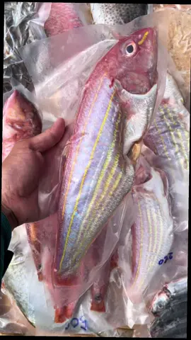 1 tr-1tr5 để có 1 Thùng Cá Nấu ăn tại nhà cũng là 1 cách tiết kiệm.#76quangngai #xuhuong #quảngngãi #cabienlamsach #thịnhanhtiktok 