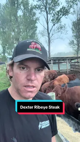 The last mini cow steaks! #beef #minicow #steak #homestead #breakfast 