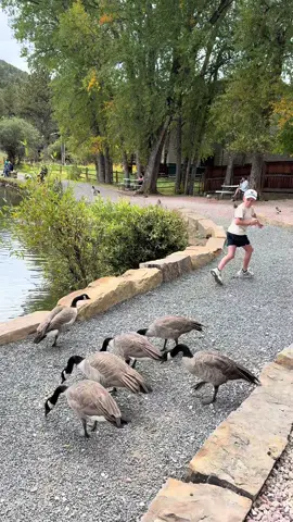 Hard to believe with all of those geese and ducks that Mo and I survived the polar plunge in that water!! 🦆  Coffee on the Rocks was a great way for Mo to spend his homeschool recess…and for mama to get an afternoon coffee to refuel! ☕️  The birds aren’t quite the same as the elk, but the definitely help tome@Slow down too ❤️🦆  #coffee #geese #wildlife #ducks #polarplunge 