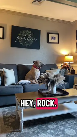 Rocky isn’t in the mood to hear about this work thing I go to every day 😂🐾#rocky #bestfriend #annoyed #wednesday #bestdogever 