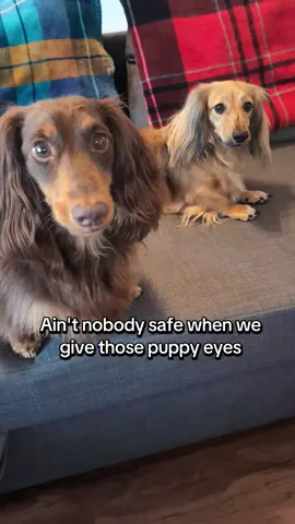 Those puppy eyes will get you every time #dogsoftiktok #dachshundsoftiktok #puppyeyes #sabrinacarpenter 