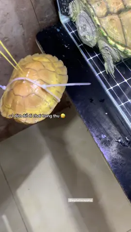 ae đã sắm đèn để đi chơi trung thu chưa 🤣 #xuhuong #viral #xuonghuongtiktok #anphamturtle #turtle 