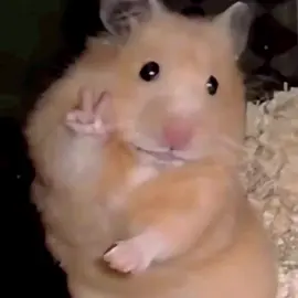 #اشتاقيتولي_اشتاقيتلكم🌷✨ #fypシ #foryou #funny #مالي_خلق_احط_هاشتاقات🧢 