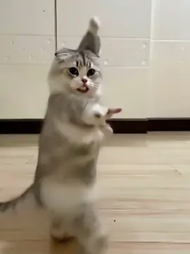 ゴイゴイスーwww#猫 #cats #ai #funny #お笑い 