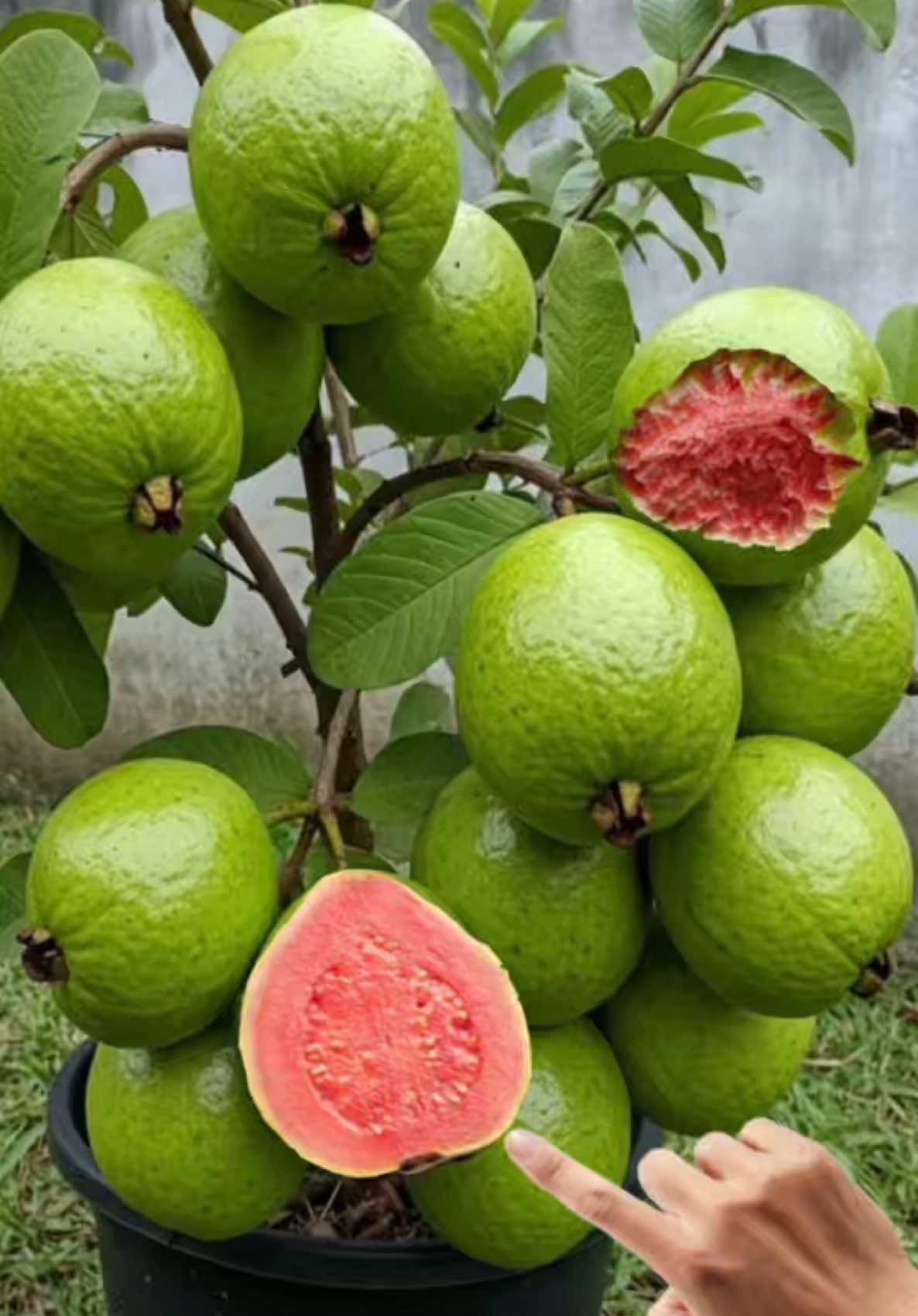How to grafting guava trees with ripe papaya #growing #grafting #papaya #Guava 