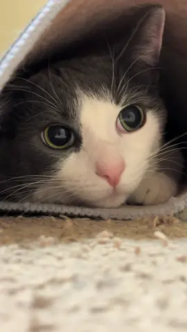 Good morning 😃  #fentysuperbrandday #catsoftiktok #cats #pets #PetsOfTikTok 