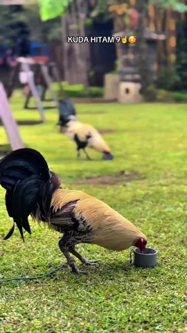 Yang terbaik selalu diusahakan 