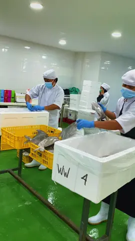 Ready banyak bawal banci bawal putihnya😍 #bawal #ikanbawal #ikan #ekspor #fyp 