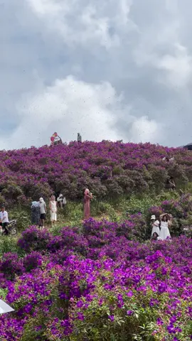 Hoa sim đông khách quá , mà toàn vị khách không mời mà tới #reviewmocchau #MocChau #HoaSim #SuốiBon #DoiHoaSim 