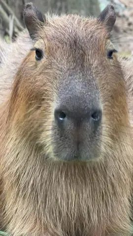 เดี๋ยวให้แลบลิ้น เดี๋ยวให้กิน #capybara 
