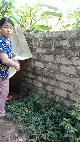 em chào cả nhà công việc ở quê em là đây ạ 