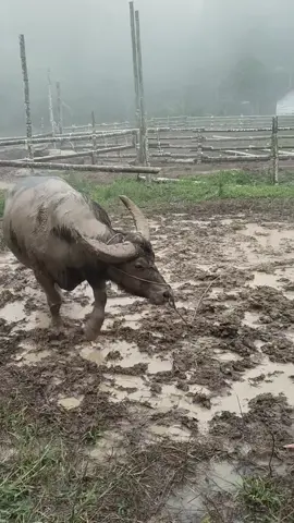 Đẳng cấp quá #trauchoitankynghean #trauchoinghean37 #trauchoinghean #trauchoitiendongnghean 