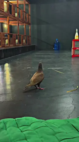 bulee🕊 jatidiri bf🕊 #merpatikolongbebas #merpatilovers #jatidiriteam #fyppppppppppppppppppppppp 