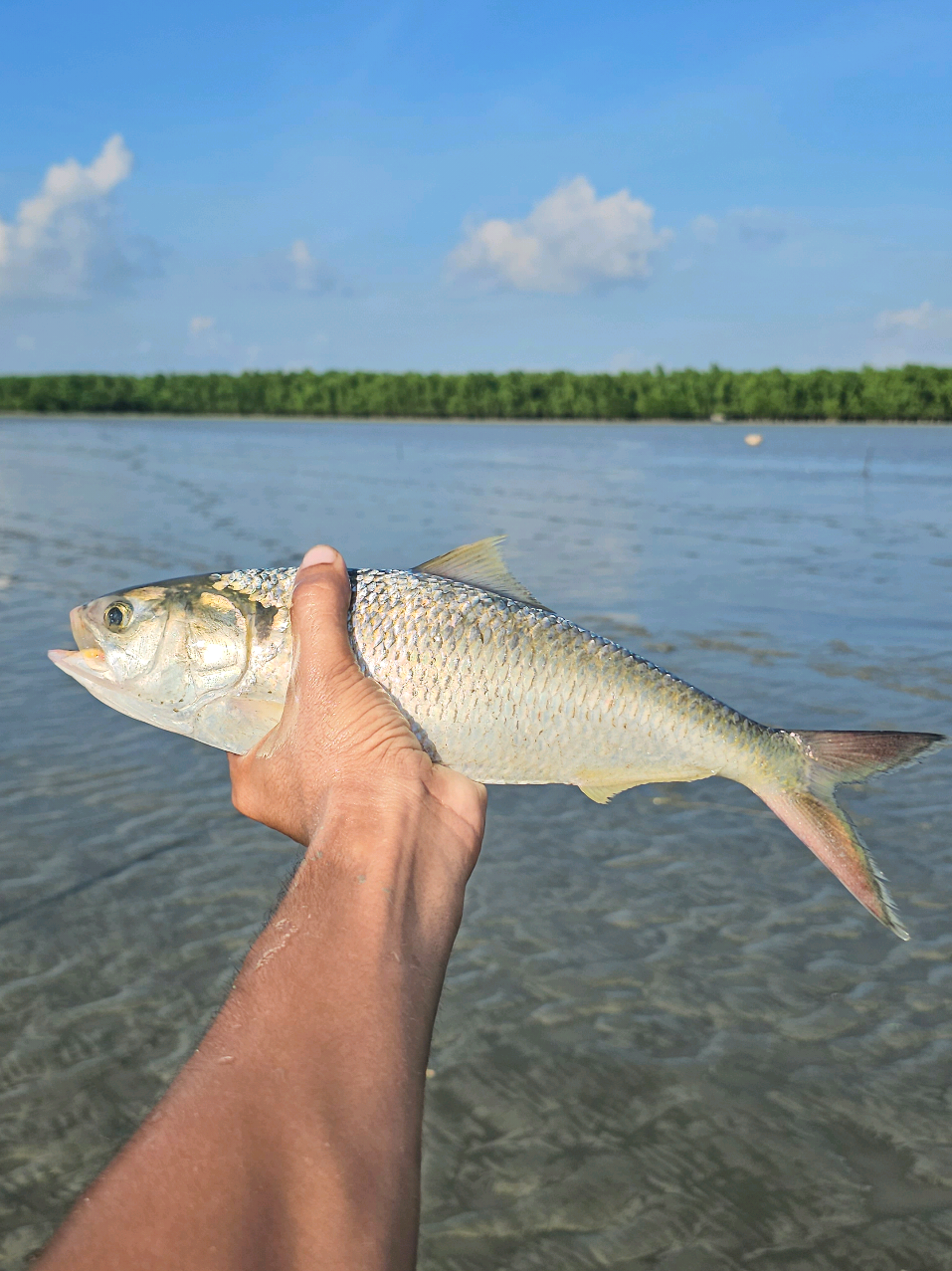 ইলিশ মাছ😱 #sundarbanexpress 