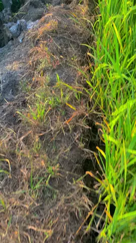 kasikan kata-kata ppo😁#storywhatsapp #storybugis #katakata #sarimiisi2lebihenakbray #fyp 