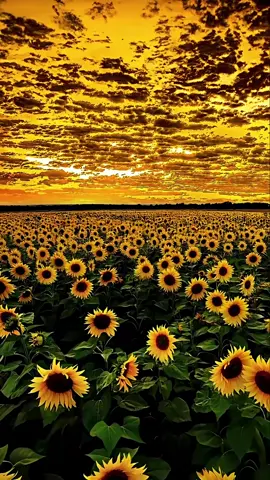 Sunset and sunflowers，I like both of them✨ #sunset #fyp 