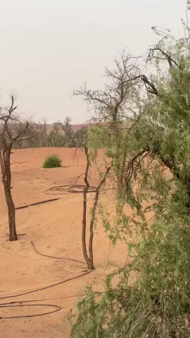 #ابوظبي #العين #دبي🇦🇪 