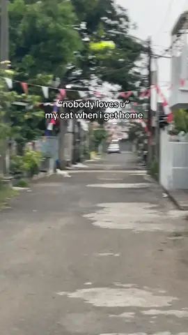 kucing yg oren emang nonchalant boys dia #cat #catsoftiktok #catlover #fypage #xybca 
