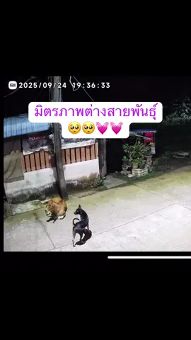 #เพื่อนรักต่างสายพันธุ์ 