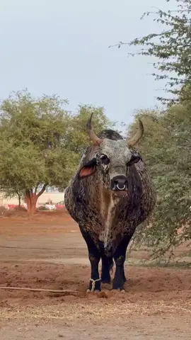 #غاندي #ماشاءالله #ضخم #الفجيره #خشونه 