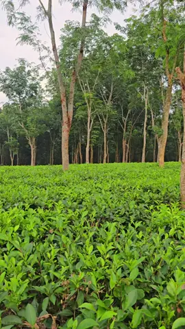 ছবির চেয়ে সুন্দর আমাদের শ্রীমঙ্গল 🥰 #sreemangal #greenharvesttea #tealover #teagarden #tea #cupoftea 