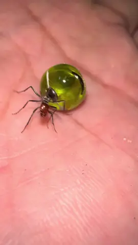 Giờ ham chơi hơn ham chăm kiến 😅 #honeypotants #KiếnMật #Myrmecocystus #Mimicus #ant 