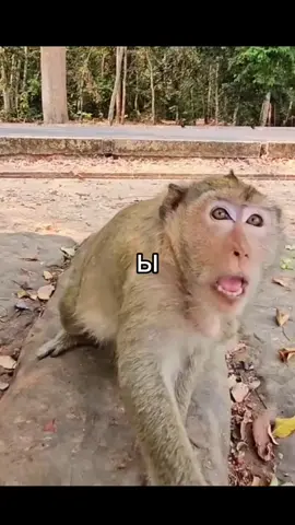 #бибизяны #темныйпринц 