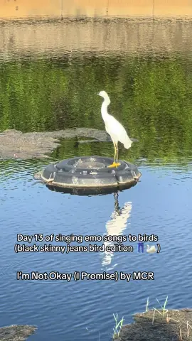 #mychemicalromance #emo #birdwatching #mcr #autism