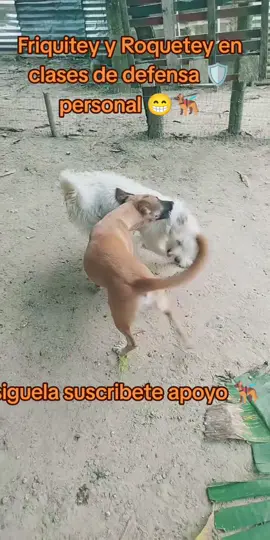 Friquitey y Roquetey en clases de defensa 🛡️ personal 😁🐕‍🦺#tiktoklive #livehighlights #DogLovers #dog #animals 