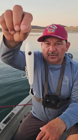 #top water #STRIPER #fishing #fish 