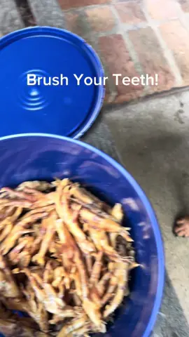 Brush your teeth!” 🐾 These King Lou chicken feet are nature’s toothbrush — helping clean teeth, fight bad breath, and support hips & joints. Single ingredient, human grade, 100% USA made. Tap the cart to see today’s deal before they’re gone! #ChickenFeetTreats #DogDentalHealth #tiktokshopfalldealsforyou #CleanTeethForDogs #PetParents