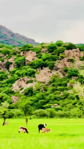 ناس البقر أظهرو